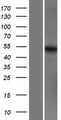 MARCO Protein - Western validation with an anti-DDK antibody * L: Control HEK293 lysate R: Over-expression lysate