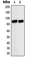 MARK1+2+3+4 Antibody - Western blot analysis of MARK expression in A549 (A); HeLa (B) whole cell lysates.
