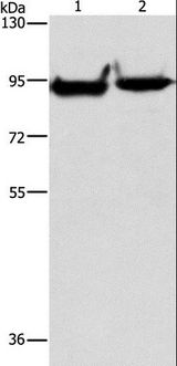 MARK1 / MARK Antibody - Western blot analysis of Mouse heart and brain tissue, using MARK1 Polyclonal Antibody at dilution of 1:500.