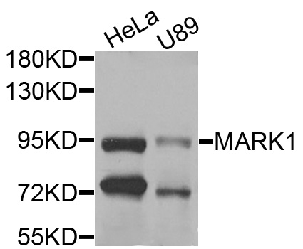 MARK1 / MARK Antibody - Western blot analysis of extracts of various cells.