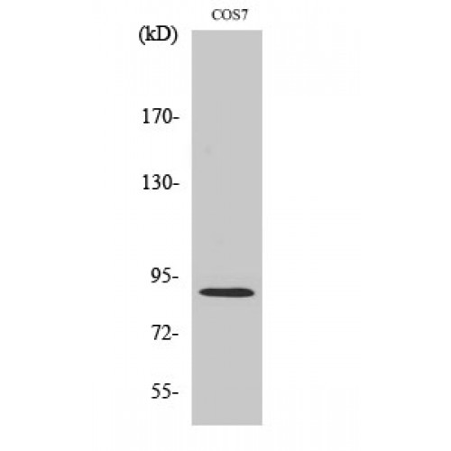 MARK2 Antibody - Western blot of MARK2 antibody