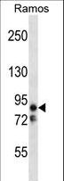 MARK2 Antibody - EMK Antibody (V581) western blot of Ramos cell line lysates (35 ug/lane). The EMK antibody detected the EMK protein (arrow).