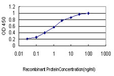 MARK2 Antibody - Detection limit for recombinant GST tagged MARK2 is approximately 0.03 ng/ml as a capture antibody.