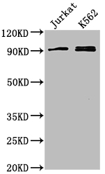 MARK2 Antibody - Western Blot Positive WB detected in: Jurkat whole cell lysate, K562 whole cell lysate All lanes: MARK2 antibody at 1:2000 Secondary Goat polyclonal to rabbit IgG at 1/50000 dilution Predicted band size: 88, 79, 84, 82, 81, 78, 87, 83, 80 kDa Observed band size: 88 kDa