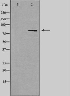 MARK2 Antibody - Western blot analysis of extracts of COS-7 cells using MARK2 antibody.