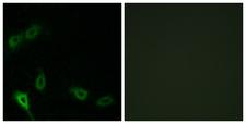 MARK2 Antibody - Peptide - + Immunofluorescence analysis of A549 cells, using MARK2 antibody.