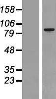 MARK2 Protein - Western validation with an anti-DDK antibody * L: Control HEK293 lysate R: Over-expression lysate