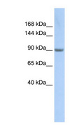 MARS Antibody - MARS antibody Western blot of HeLa lysate. This image was taken for the unconjugated form of this product. Other forms have not been tested.
