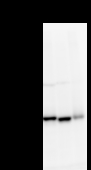 MARS Antibody - Detection of MARS by Western blot. Samples: Whole cell lysate from human HEK293 (H, 25 ug) , mouse NIH3T3 (M, 25 ug) and rat F2408 (R, 25 ug) cells. Predicted molecular weight: 101 kDa