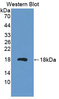 MARS Antibody - Western Blot; Sample: Recombinant protein.