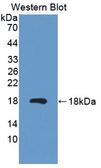 MARS Antibody - Western Blot; Sample: Recombinant protein.