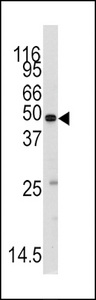 MARS2 Antibody - Western blot of anti-MARS2 Antibody in mouse testis tissue lysates (35 ug/lane). MARS2(arrow) was detected using the purified antibody.
