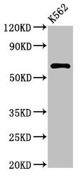 MARS2 Antibody - Positive Western Blot detected in K562 whole cell lysate. All lanes: MARS2 antibody at 3 µg/ml Secondary Goat polyclonal to rabbit IgG at 1/50000 dilution. Predicted band size: 67 KDa. Observed band size: 67 KDa