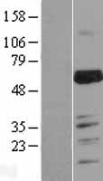 MARVELD2 / Tricellulin Protein - Western validation with an anti-DDK antibody * L: Control HEK293 lysate R: Over-expression lysate