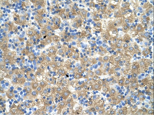 MARVELD3 Antibody - MARVELD3 antibody MARVELD3(MARVEL domain containing 3) Antibody was used in IHC to stain formalin-fixed, paraffin-embedded human liver.  This image was taken for the unconjugated form of this product. Other forms have not been tested.