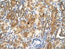 MAS1 / MAS Antibody - MAS1 antibody MAS1(MAS1 oncogene) Antibody was used in IHC to stain formalin-fixed, paraffin-embedded human kidney.  This image was taken for the unconjugated form of this product. Other forms have not been tested.