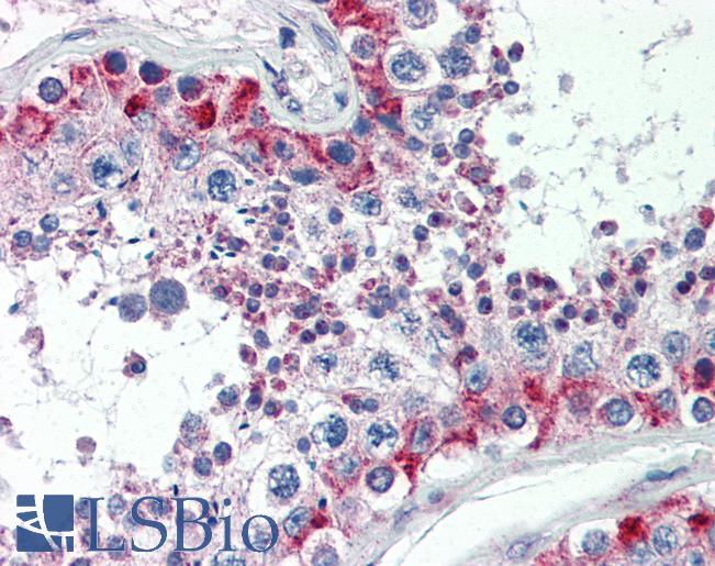 MAS1 / MAS Antibody - Anti-MAS1 antibody IHC of human testis. Immunohistochemistry of formalin-fixed, paraffin-embedded tissue after heat-induced antigen retrieval. Antibody concentration 5 ug/ml.  This image was taken for the unconjugated form of this product. Other forms have not been tested.