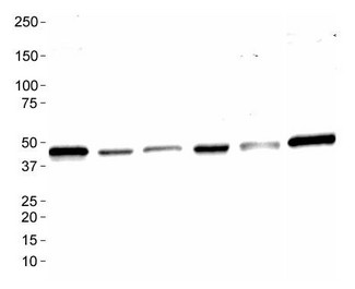 MAS1 / MAS Antibody - Western Blot: MAS1 Antibody - Analysis of MAS1 in: 1. Ntera 2, 2. A431, 3. HepG2, 4. MCF7, 5. 3T3 and 6. Cos7.  This image was taken for the unconjugated form of this product. Other forms have not been tested.