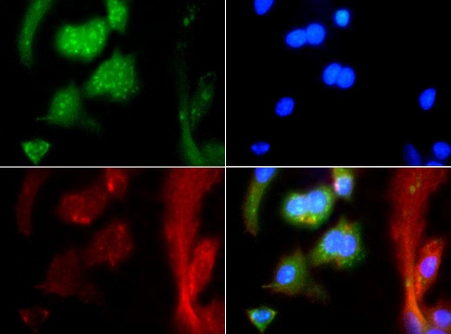 MAS1 / MAS Antibody - Immunocytochemistry/Immunofluorescence: MAS1 Antibody - MAS1 antibody was tested at 1:25 in HepG2 cells with FITC (green). Nuclei were counterstained with Dapi (blue).  This image was taken for the unconjugated form of this product. Other forms have not been tested.