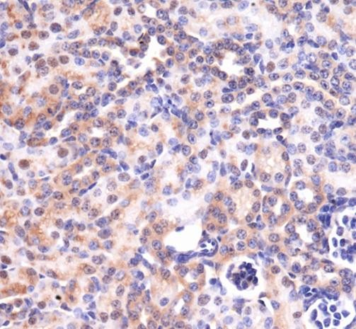 MAS1 / MAS Antibody - Immunohistochemistry: MAS1 Antibody - Analysis of MAS1 in mouse kidney using DAB with hematoxylin counterstain.  This image was taken for the unconjugated form of this product. Other forms have not been tested.