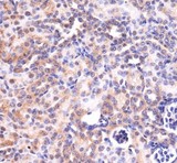 MAS1 / MAS Antibody - Immunohistochemistry: MAS1 Antibody - Analysis of MAS1 in mouse kidney using DAB with hematoxylin counterstain.  This image was taken for the unconjugated form of this product. Other forms have not been tested.