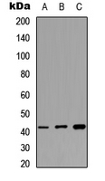 MAS1L / MRG Antibody - Western blot analysis of MAS1L expression in HEK293T (A); NIH3T3 (B); PC12 (C) whole cell lysates.