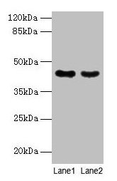 MAS1L / MRG Antibody - Western blot All lanes: MAS1L antibody at 2µg/ml Lane 1: Colo320 cells Lane 2: Hela cells Secondary Goat polyclonal to rabbit IgG at 1/10000 dilution Predicted band size: 42 kDa Observed band size: 42 kDa