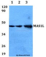 MAS1L / MRG Antibody - Western blot of MAS1L antibody at 1:500 dilution. Lane 1: HEK293T whole cell lysate. Lane 2: NIH-3T3 whole cell lysate. Lane 3: PC12 whole cell lysate.