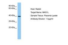 MAS1L / MRG Antibody -  This image was taken for the unconjugated form of this product. Other forms have not been tested.