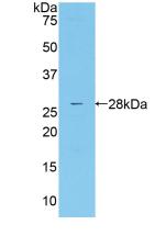 MASP2 / MASP-2 Antibody - Western Blot; Sample: Recombinant MASP2, Human.