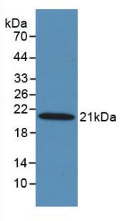 MASP2 / MASP-2 Antibody