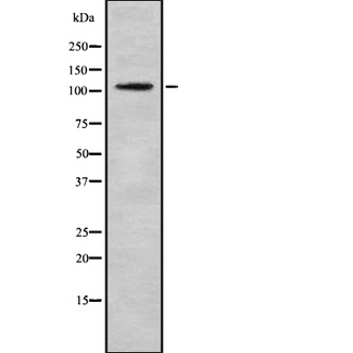 MAST1 Antibody - Western blot analysis of MAST1 using HeLa whole cells lysates
