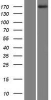 MAST1 Protein - Western validation with an anti-DDK antibody * L: Control HEK293 lysate R: Over-expression lysate