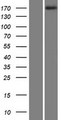 MAST1 Protein - Western validation with an anti-DDK antibody * L: Control HEK293 lysate R: Over-expression lysate