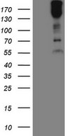 MAST205 / MAST2 Antibody - HEK293T cells were transfected with the pCMV6-ENTRY control. (Left lane) or pCMV6-ENTRY MAST2. (Right lane) cDNA for 48 hrs and lysed