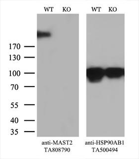 MAST205 / MAST2 Antibody - Equivalent amounts of cell lysates  and MAST2-Knockout HeLa cells  were separated by SDS-PAGE and immunoblotted with anti-MAST2 monoclonal antibody. Then the blotted membrane was stripped and reprobed with anti-HSP90 antibody as a loading control.
