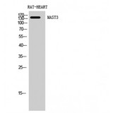 MAST3 Antibody - Western blot of MAST3 antibody