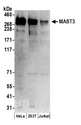 MAST3 Antibody - Detection of human MAST3 by western blot. Samples: Whole cell lysate (50 µg) from HeLa, HEK293T, and Jurkat cells prepared using NETN lysis buffer. Antibodies: Affinity purified rabbit anti-MAST3 antibody used for WB at 0.1 µg/ml. Detection: Chemiluminescence with an exposure time of 3 minutes.