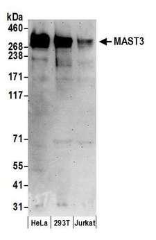 MAST3 Antibody - Detection of human MAST3 by western blot. Samples: Whole cell lysate (50 µg) from HeLa, HEK293T, and Jurkat cells prepared using NETN lysis buffer. Antibodies: Affinity purified rabbit anti-MAST3 antibody used for WB at 0.1 µg/ml. Detection: Chemiluminescence with an exposure time of 3 minutes.