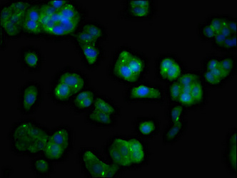MAST3 Antibody - Immunofluorescent analysis of HepG2 cells at a dilution of 1:100 and Alexa Fluor 488-congugated AffiniPure Goat Anti-Rabbit IgG(H+L)