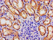 MAST3 Antibody - Immunohistochemistry image of paraffin-embedded human kidney tissue at a dilution of 1:100