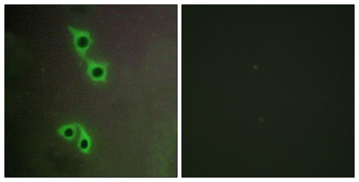 MAST4 Antibody - Peptide - + Immunofluorescence analysis of COS-7 cells, using MAST4 antibody.