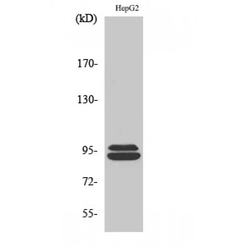 MASTL / GW Antibody - Western blot of THC2 antibody