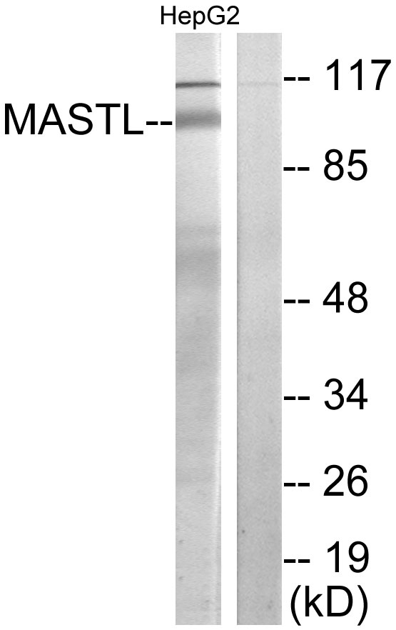 MASTL / GW Antibody - Western blot analysis of lysates from HepG2 cells, using MASTL Antibody. The lane on the right is blocked with the synthesized peptide.
