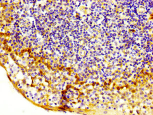 MASTL / GW Antibody - Immunohistochemistry image at a dilution of 1:200 and staining in paraffin-embedded human tonsil tissue performed on a Leica BondTM system. After dewaxing and hydration, antigen retrieval was mediated by high pressure in a citrate buffer (pH 6.0) . Section was blocked with 10% normal goat serum 30min at RT. Then primary antibody (1% BSA) was incubated at 4 °C overnight. The primary is detected by a biotinylated secondary antibody and visualized using an HRP conjugated SP system.