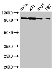 MASTL / GW Antibody - Positive Western Blot detected in Hela whole cell lysate, 293 whole cell lysate, Raji whole cell lysate, U87 whole cell lysate. All lanes: MASTL antibody at 6.3 µg/ml Secondary Goat polyclonal to rabbit IgG at 1/50000 dilution. Predicted band size: 98, 93 KDa. Observed band size: 98 KDa