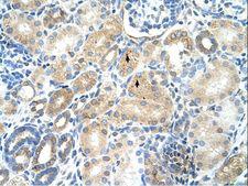 MAT / MAT1A Antibody - Mat 1A antibody MAT1A(methionine adenosyltransferase I, alpha) Antibody was used in IHC to stain formalin-fixed, paraffin-embedded human kidney.  This image was taken for the unconjugated form of this product. Other forms have not been tested.