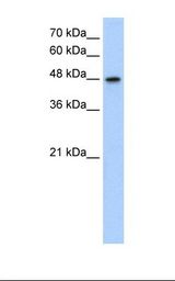 MAT / MAT1A Antibody - Jurkat cell lysate. Antibody concentration: 1.25 ug/ml. Gel concentration: 12%.  This image was taken for the unconjugated form of this product. Other forms have not been tested.