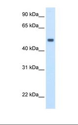 MAT / MAT1A Antibody - Fetal liver cell lysate. Antibody concentration: 2.5 ug/ml. Gel concentration: 12%.  This image was taken for the unconjugated form of this product. Other forms have not been tested.