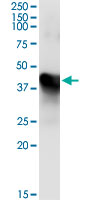 MAT / MAT1A Antibody - Immunoprecipitation of MAT1A transfected lysate using anti-MAT1A monoclonal antibody and Protein A Magnetic Bead, and immunoblotted with MAT1A monoclonal antibody.